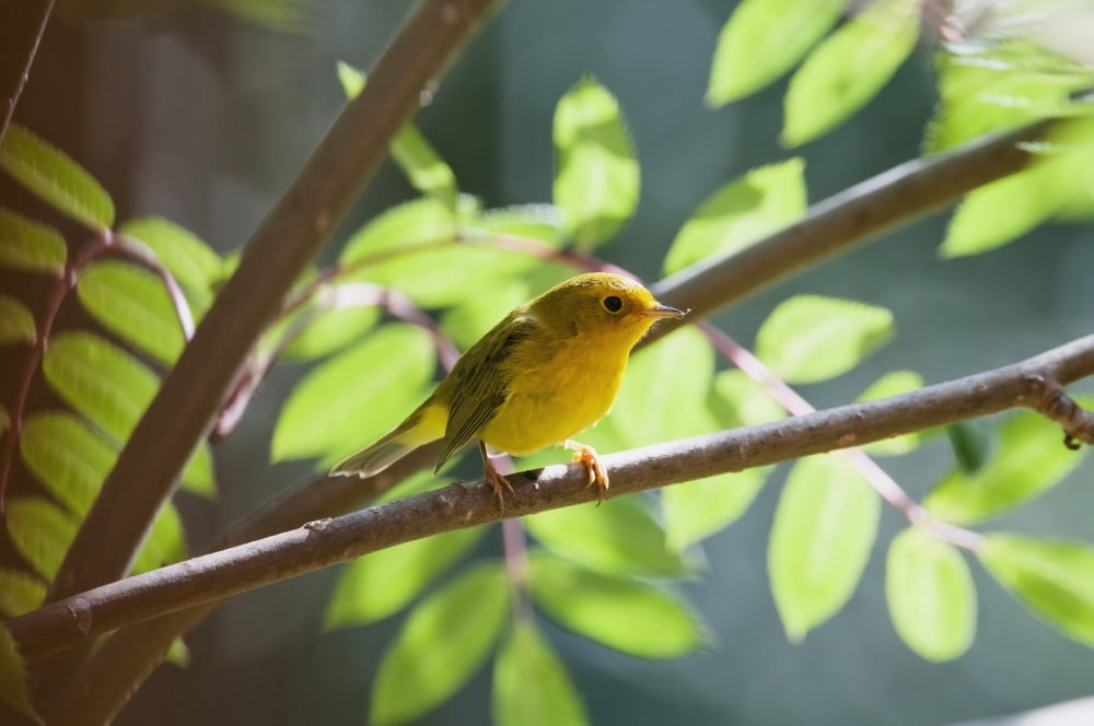 Female Wilsons Warbler (Wilsonia Pusilla) Perched On Mountain Ash Branch Fairbanks Alaska Summer Canvas Art - Kenneth Whitten Design Pics (19 x 12)