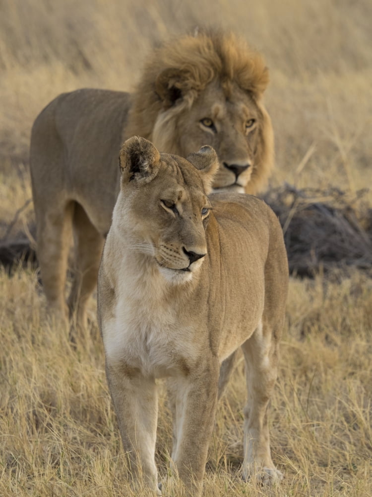 Female and a male lions (Panthera leo) standing in a forest Okavango Delta Ngamiland Botswana Canvas Art - Panoramic Images (12 x 16)