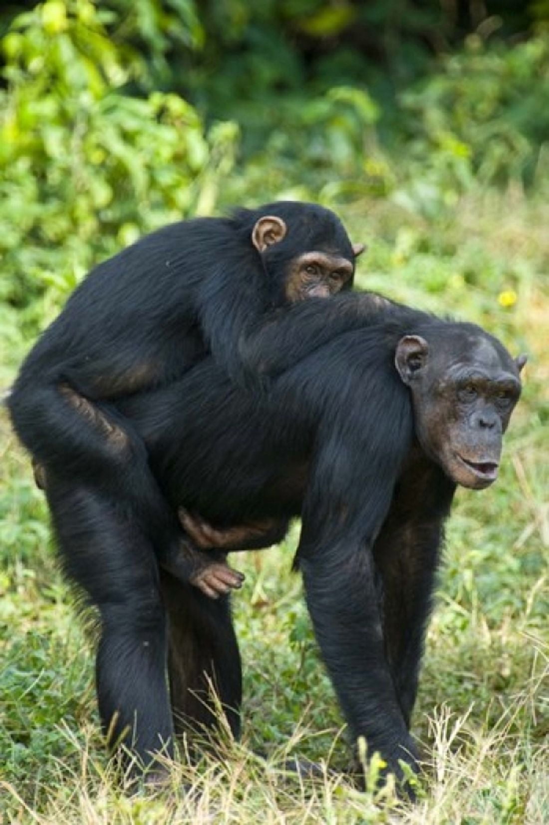 Female chimpanzee (Pan troglodytes) carrying its young one on back Kibale National Park Uganda Canvas Art - Panoramic Images (16 x 24)