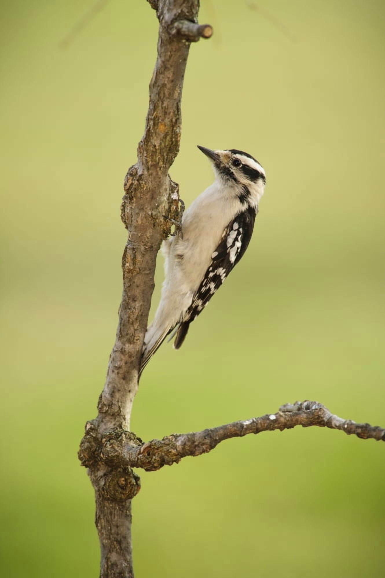 Female downy woodpecker on a tree branchOhio United States of America Canvas Art - Tom Patrick Design Pics (12 x 19)