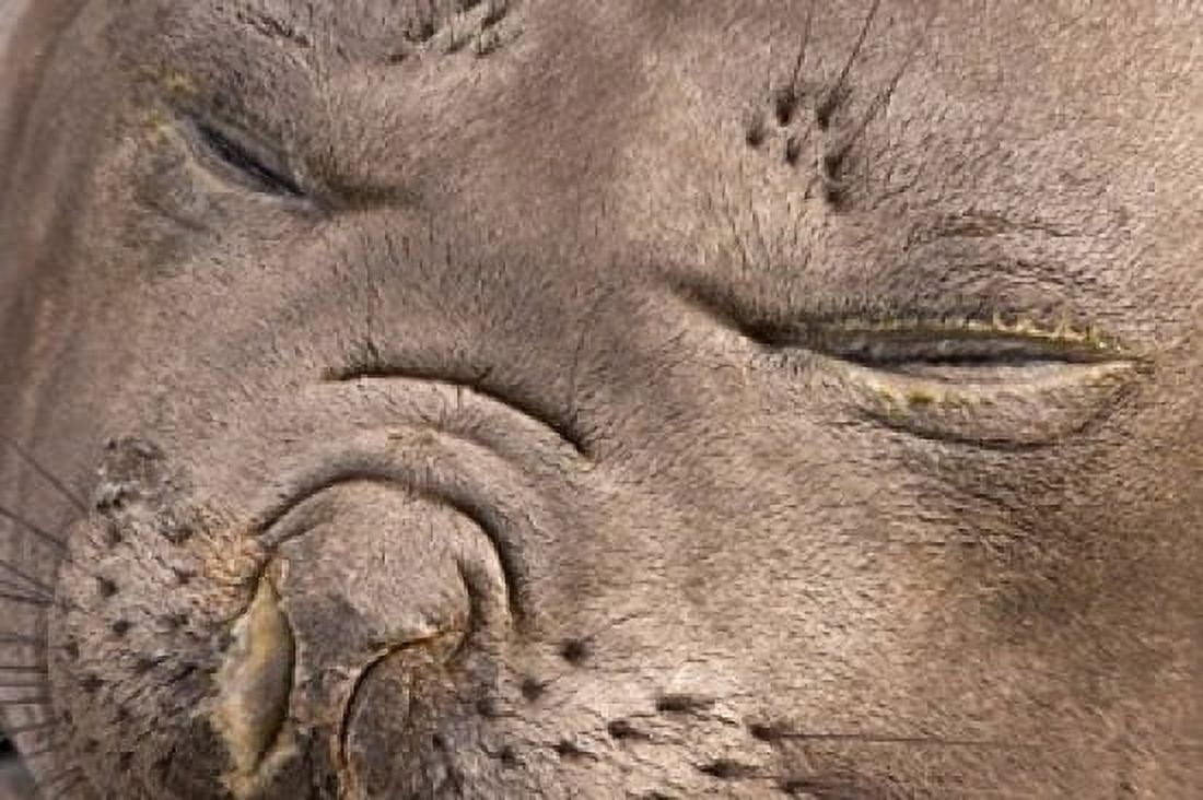 Female elephant seal South Georgia Island Antarctica Canvas Art - Jaynes Gallery  DanitaDelimont (17 x 11)