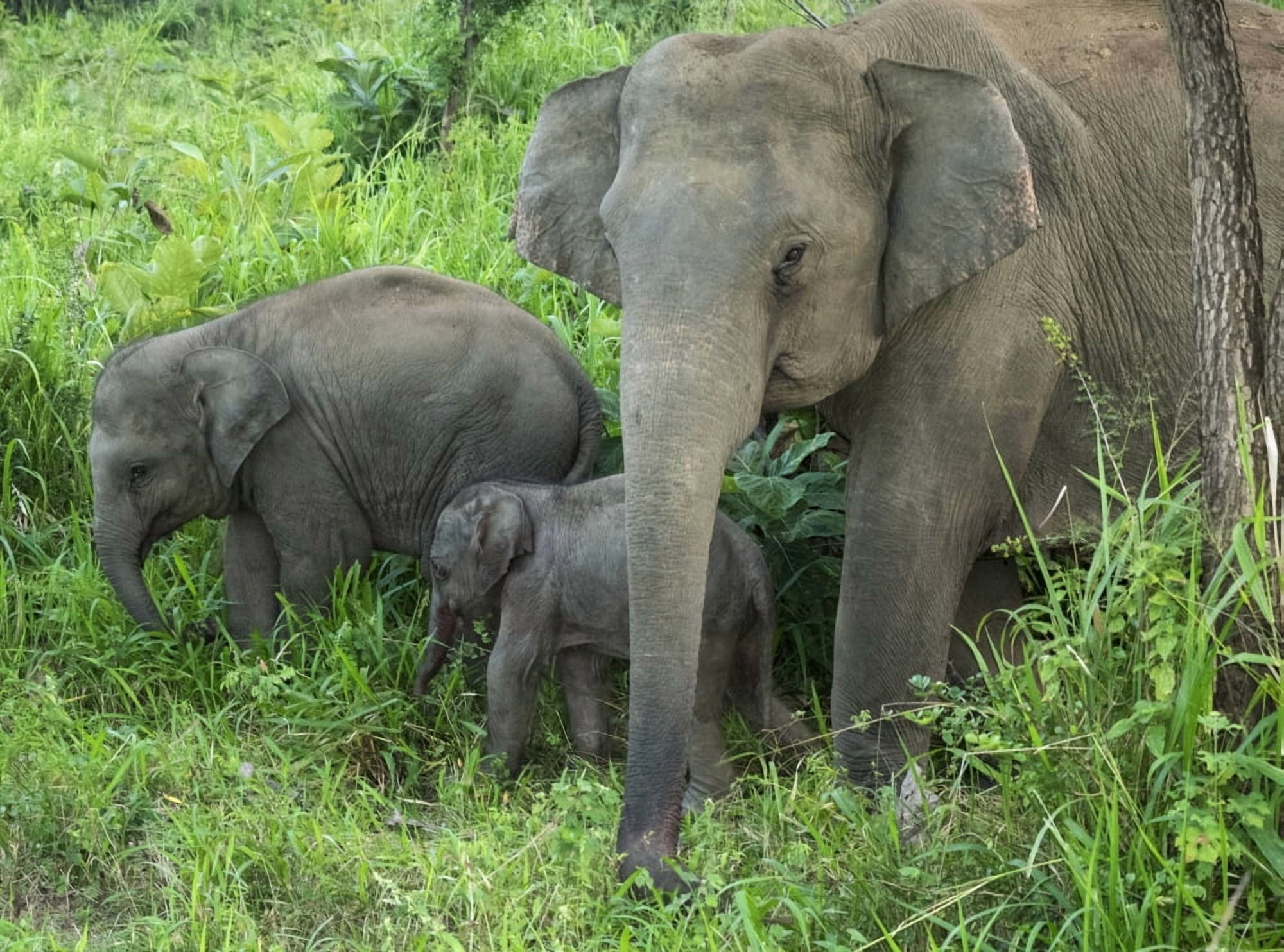 Female elephant with two infant elephants Hurulu Eco Park North Central Province Sri Lanka Canvas Art - Panoramic Images (36 x 12)