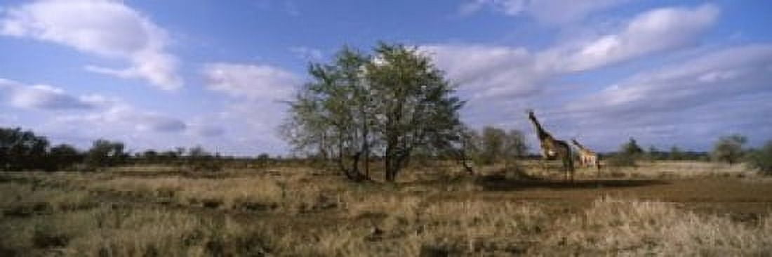 Female giraffe with its calf on the bush savannah Kruger National Park South Africa Canvas Art - Panoramic Images (18 x 6)