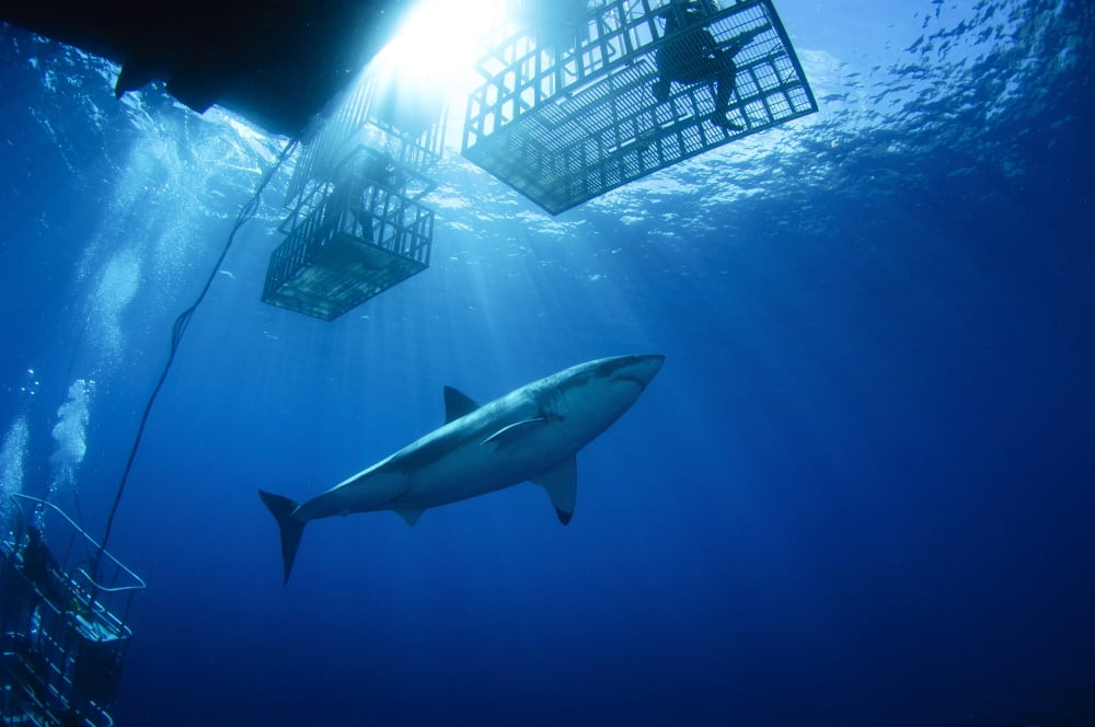 Female great white with cages Guadalupe Island Mexico Canvas Art - Todd WinnerStocktrek Images (18 x 12)