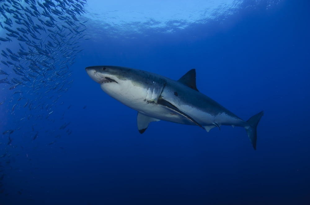 Female great white with remora Guadalupe Island Mexico Canvas Art - Todd WinnerStocktrek Images (35 x 23)