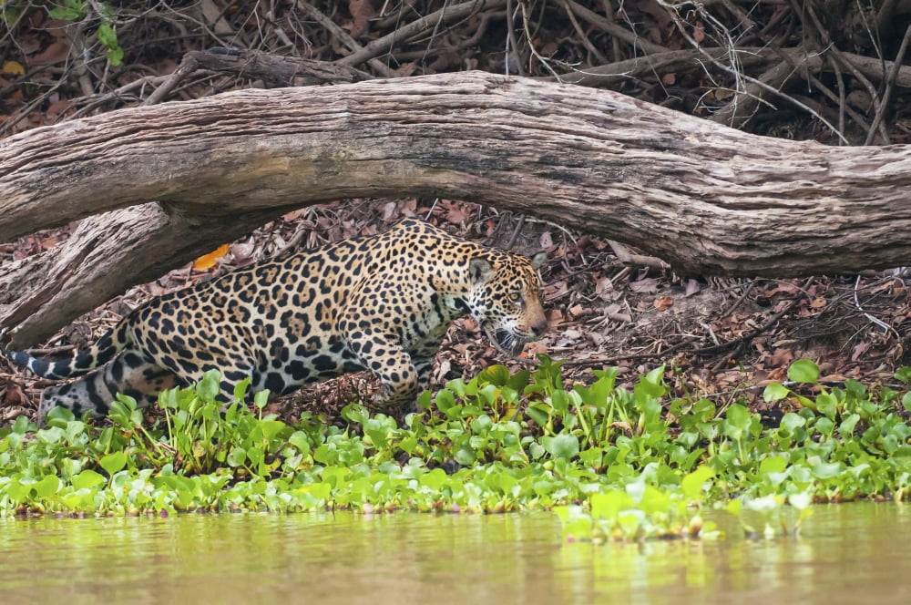 Female jaguar hunts along the pixiam riverPantanal brazil Canvas Art - Cathy Hart Design Pics (19 x 12)