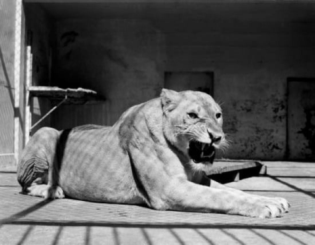 Female lion Canvas Art - (24 x 36)