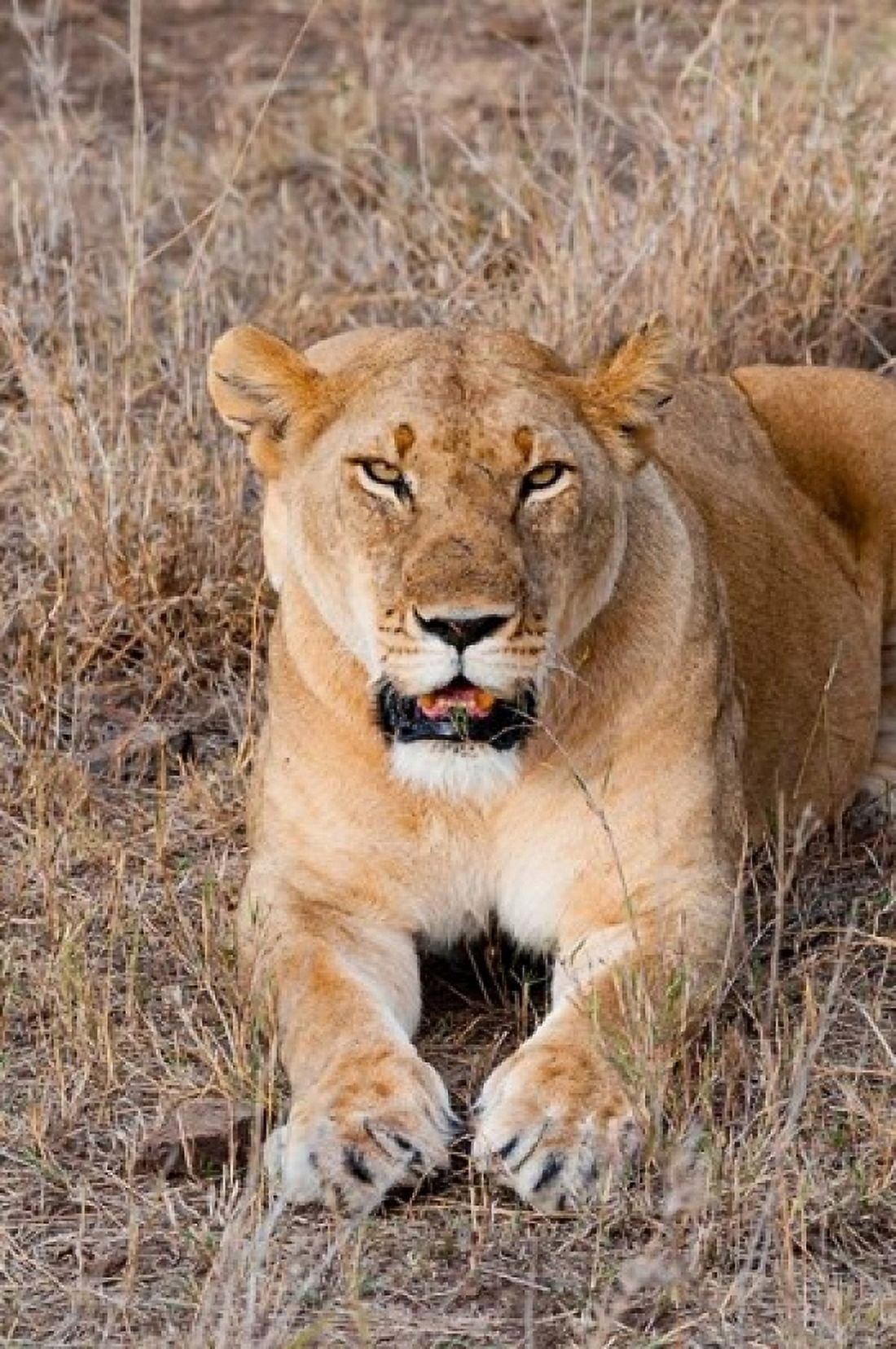 Female lion Maasai Mara National Reserve Kenya Canvas Art - Nico Tondini DanitaDelimont (11 x 17)