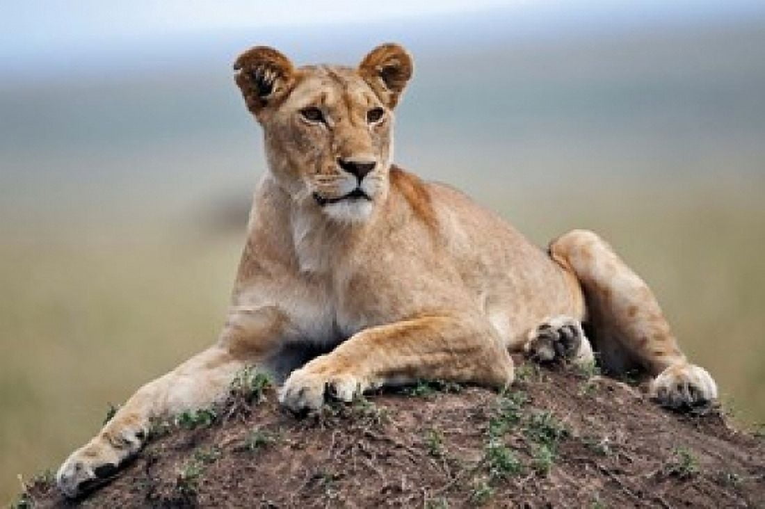 Female lion on termite mound Maasai Mara Kenya Canvas Art - Adam Jones DanitaDelimont (24 x 15)