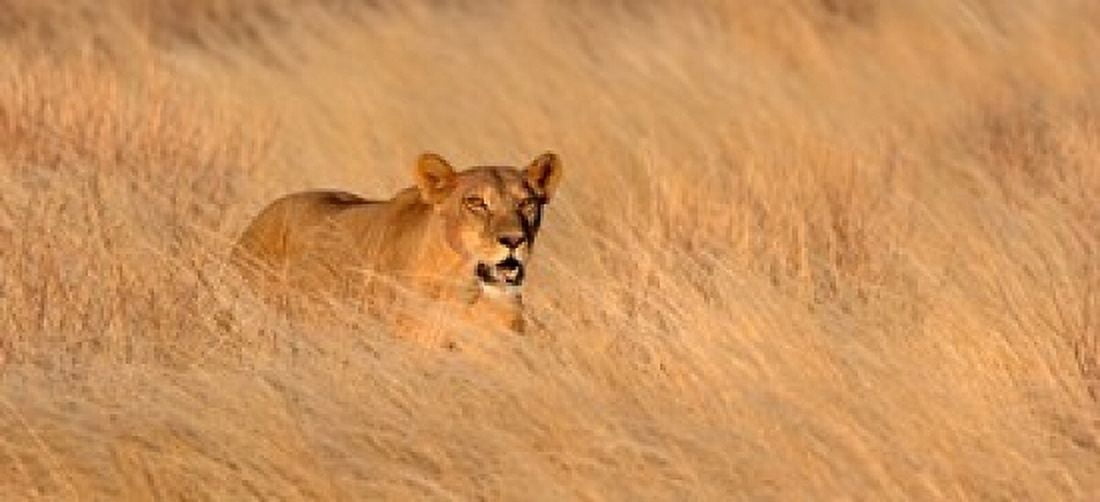 Female lion (panthera leo) moving through tall grass Masai Mara National Reserve Kenya Africa Canvas Art - Panoramic Images (30 x 14)