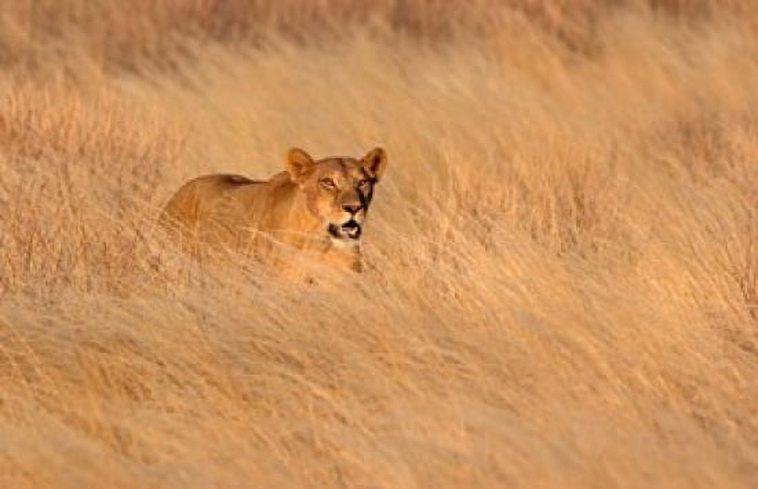 Female lion (panthera leo) moving through tall grass Masai Mara National Reserve Kenya Africa Canvas Art - Panoramic Images (36 x 24)