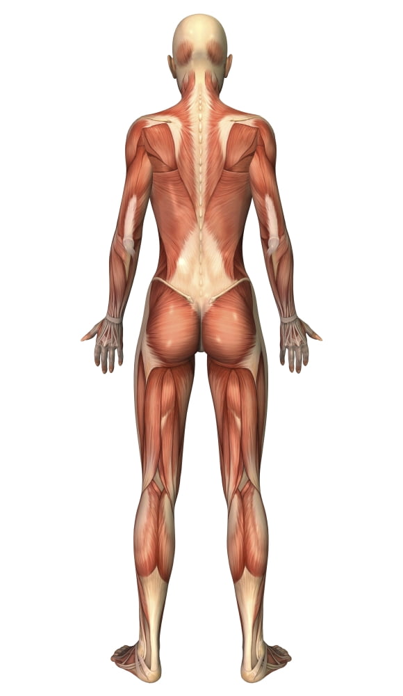 Female muscular system back view Canvas Art - Stocktrek Images (11 x 19)