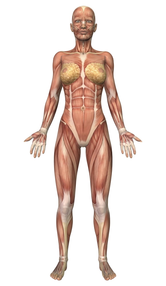 Female muscular system front view Canvas Art - Stocktrek Images (11 x 19)