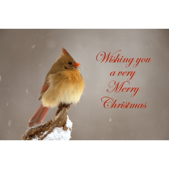Female northern Cardinal on snow covered branch Canvas Art - Adam Jones Danita Delimont (17 x 11)
