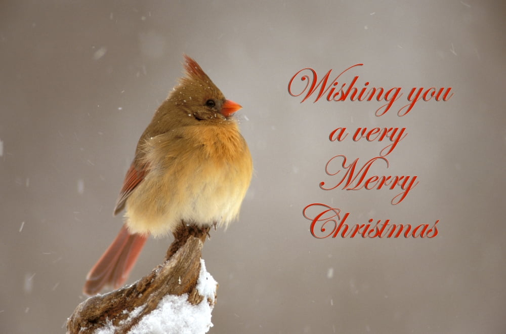 Female northern Cardinal on snow covered branch Canvas Art - Adam Jones Danita Delimont (34 x 22)