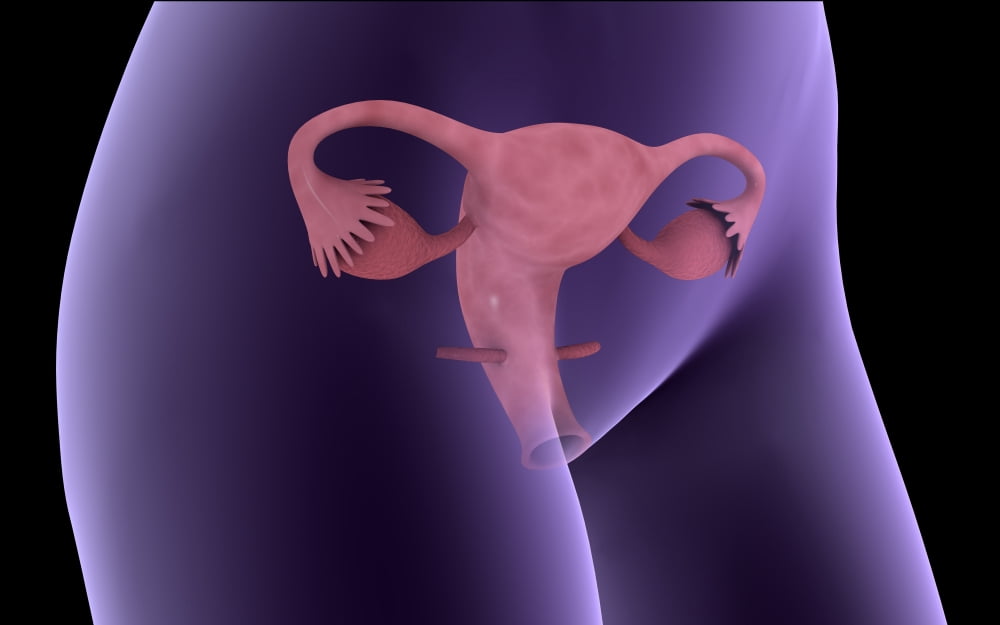 Female reproductive organ x-ray view Canvas Art - Stocktrek Images (36 x 23)