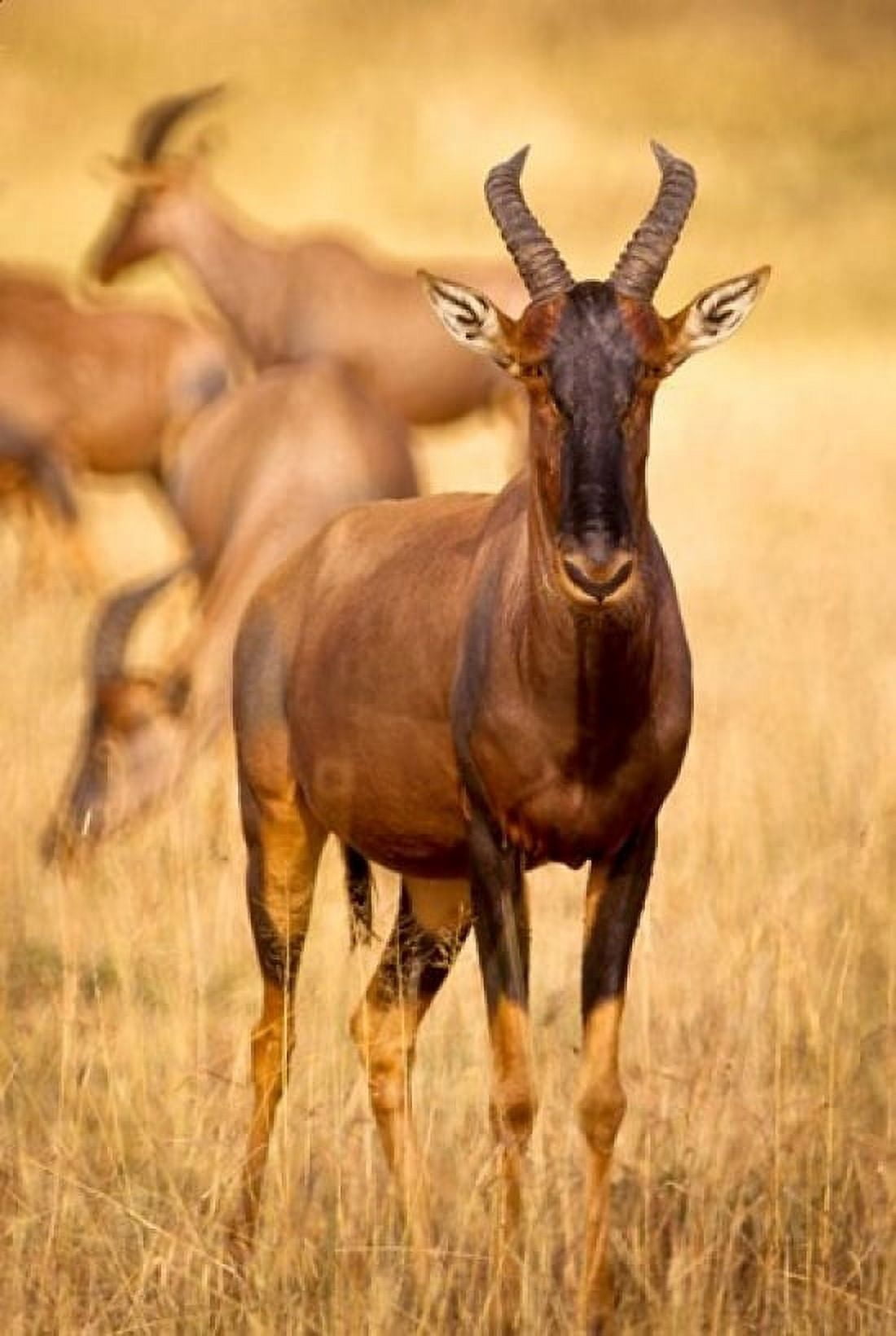Female topi standing on grassy plain Masai Mara Game Reserve Kenya Canvas Art - Alison Jones DanitaDelimont (11 x 17)
