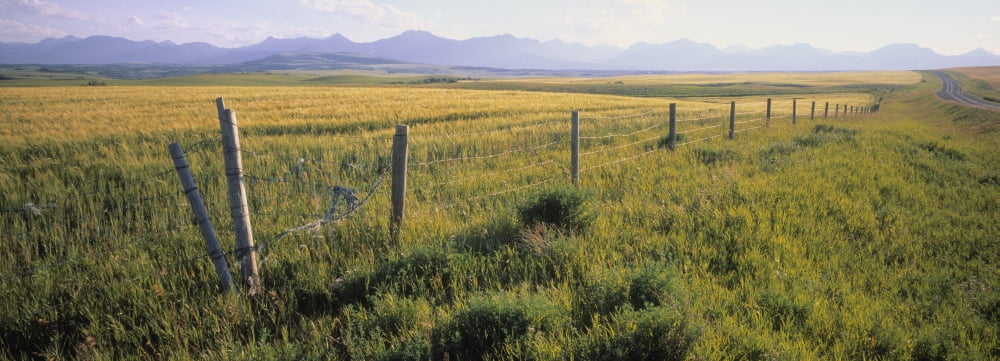 Fence And Barley Crop Near Waterton Lakes National Park Alberta Canada Canvas Art - Darwin Wiggett Design Pics (24 x 8)