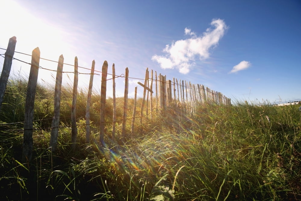 Fence In A Field Canvas Art - John Short Design Pics (19 x 12)