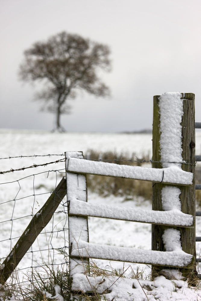Fence In Winter Canvas Art - John Short Design Pics (12 x 18)