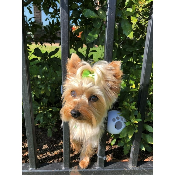 FenceMate Dog Harness - No Escape Through Fence Dog Collar, Fits Girth Size 8"-12", Keeps Pet from Escaping, Dog Bumper, Pet Supplies, XS