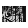 thumbnail image 1 of Fenced in Cats, Astoria - Queens New York Photography Black and White Street Photography Architecture Cat Minimalist Unframed Wall Art Print 32 x 48 inches, 1 of 7