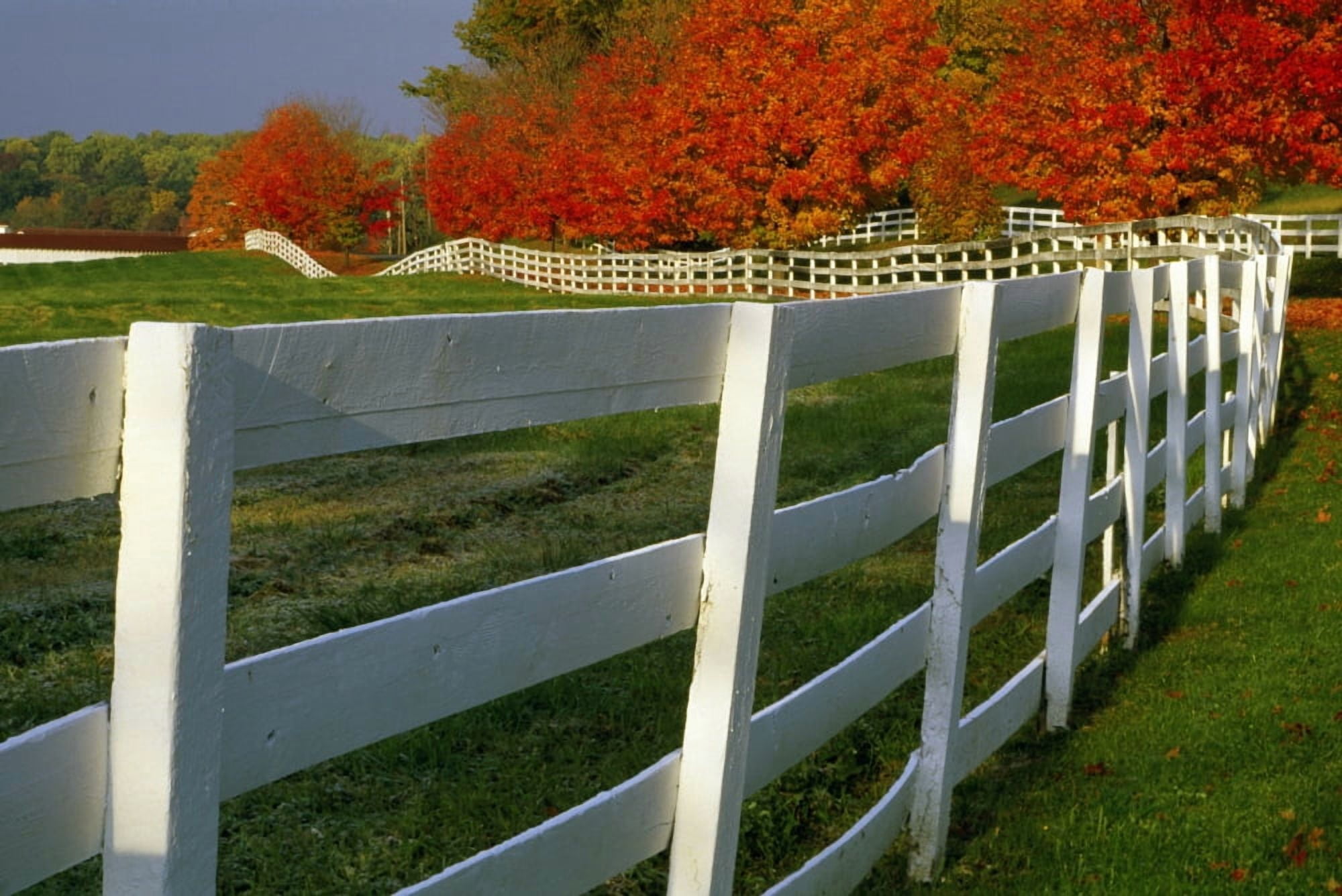 Fenceline Canvas Art - Natural Selection Tony Sweet Design Pics (36 x 24)