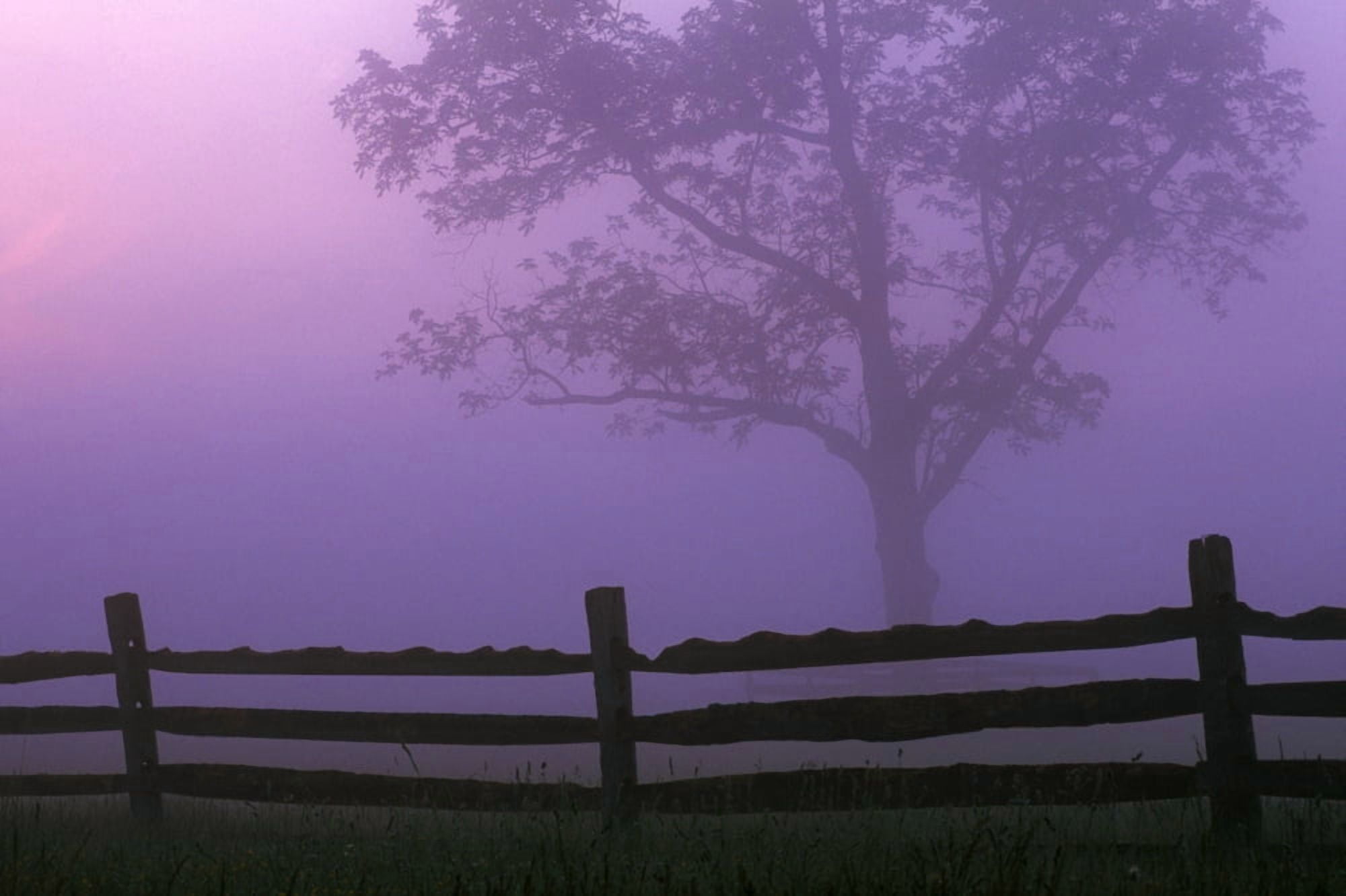 Fenceline Silhouette With Tree Canvas Art - Natural Selection Tony Sweet Design Pics (36 x 24)