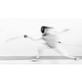 thumbnail image 1 of Fencing Poster Print - Larry Deng, 1 of 3