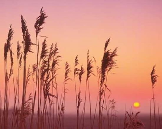 Fenland Sunrise Canvas Art - Rod Edwards (24 x 30)