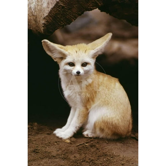 Fennec Fox Sitting, Animals Unframed Photographic Print Wall Art Sold by ArtCom