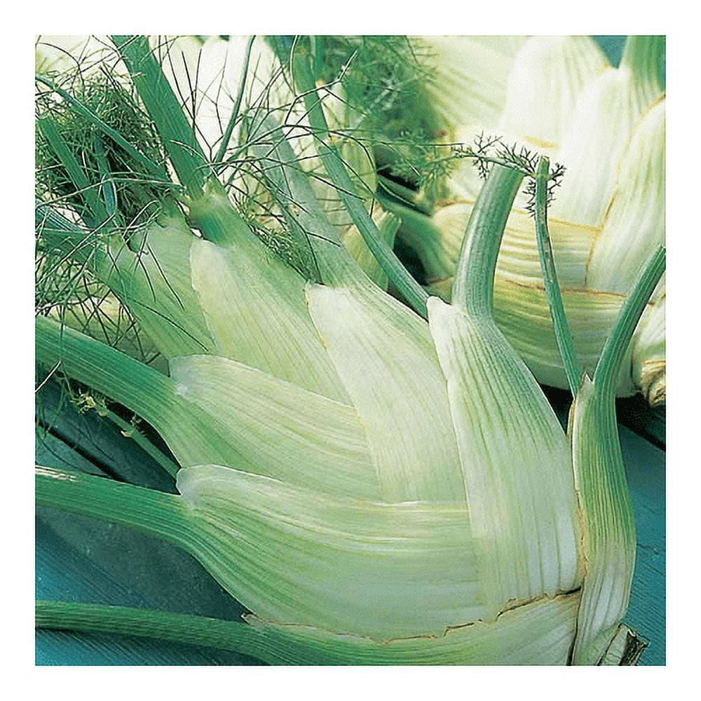 Fennel Florence Great Heirloom Vegetable Seeds by Seed Kingdom (5 Lb Seeds)