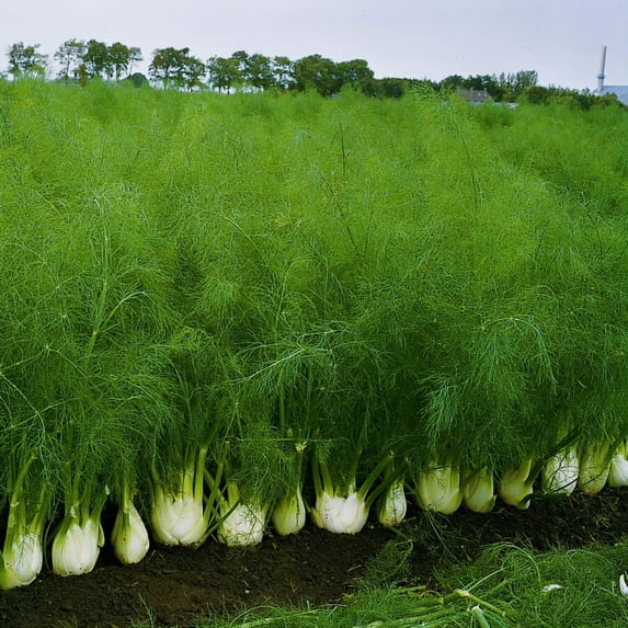 Fennel Orion F1 Organic Seed