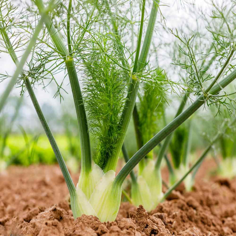 Fennel Seeds - Florence Fennel Herb Seed - 1 LB