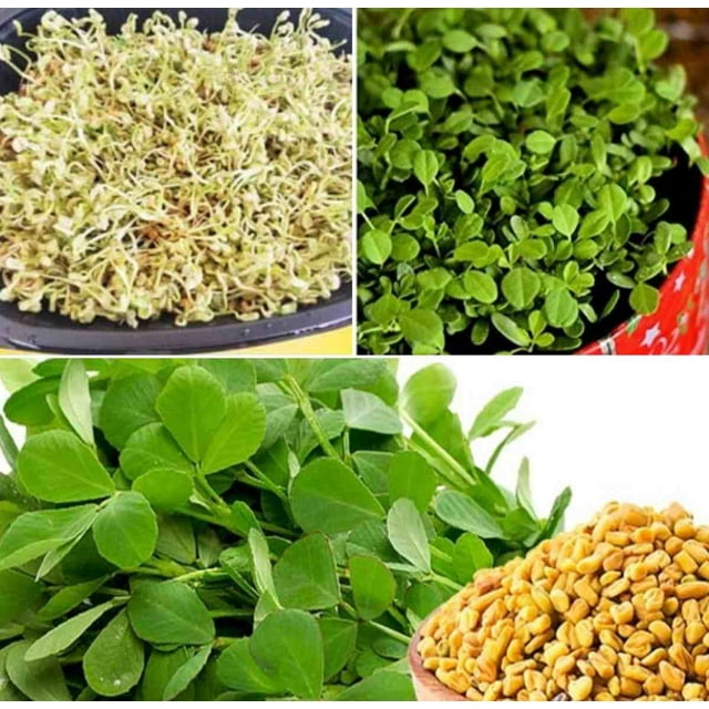 Fenugreek Sprouting Seeds 1oz Edible Herb Plant/Microgreens