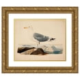 thumbnail image 1 of Ferdinand von Wright 18x15 Gold Ornate Wood Frame and Double Matted Museum Art Print Titled - European Herring Gull (1839), 1 of 4