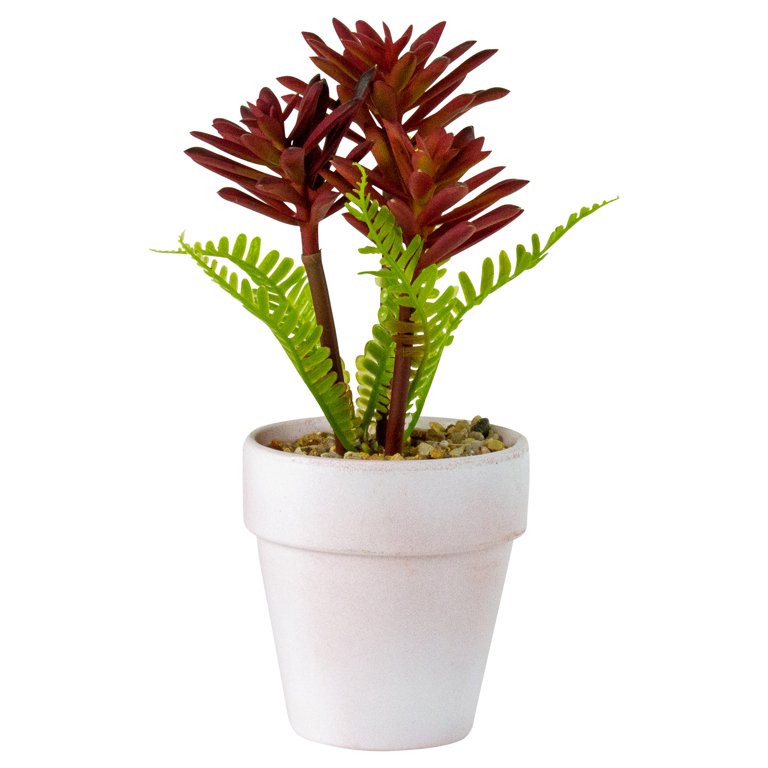 small succulent planters Gift 3 Cacti & 1 Succulent Assorted Ceramic Bowl Planters 5.25"Pot / Dark Red