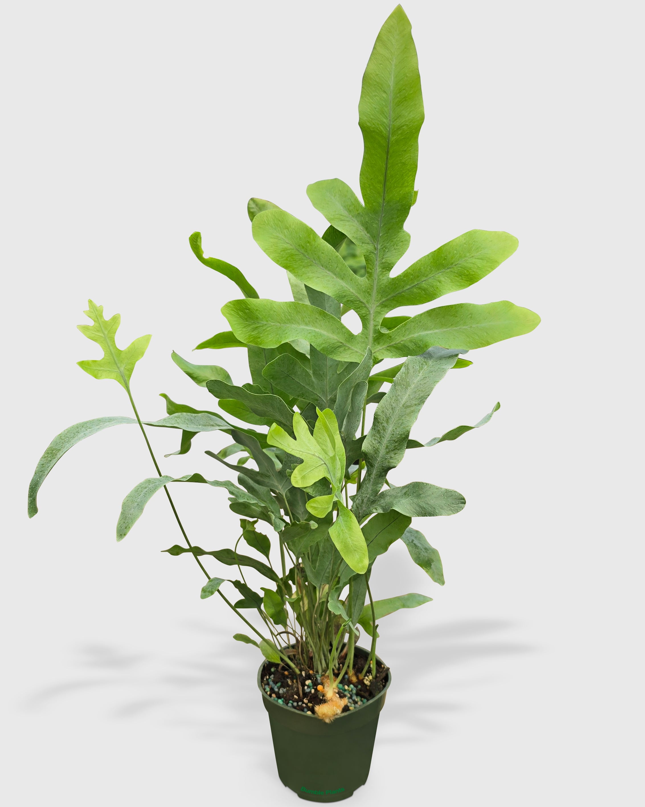 best soil to plant snake plants in Monstera Imperial Potting Soil Mix Standard Bag