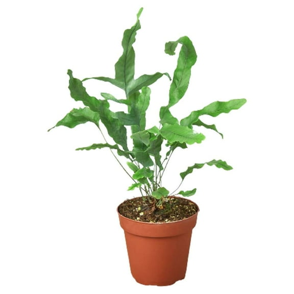 Fern Blue Star Live Plant for Indoor | Different Houseplants in 4'' & 6'' Pot | Real House Plant for Living Room, Office, Desk & Bathroom | Blue Star | Phlebodium aureum