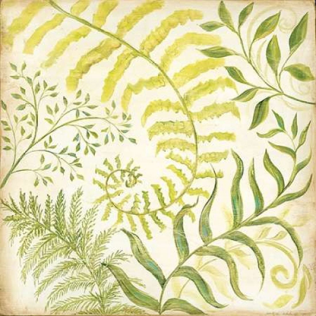 Fern Botanical I Canvas Art - Kate McRostie (24 x 24)