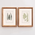 thumbnail image 1 of Fern Botanical Wall Art Set, 2 Piece Vintage Greenery Print, Plant Illustrations, Cottagecore Decor, Modern Farmhouse Wall Art, Stretched Canvas, 1 of 3