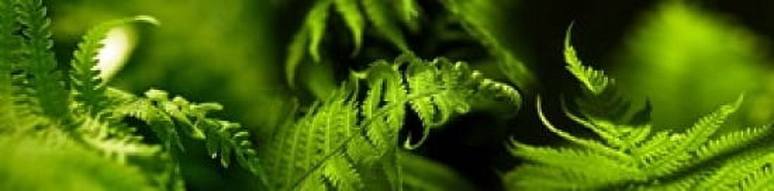 Fern Canvas Art - Panoramic Images (20 x 5)