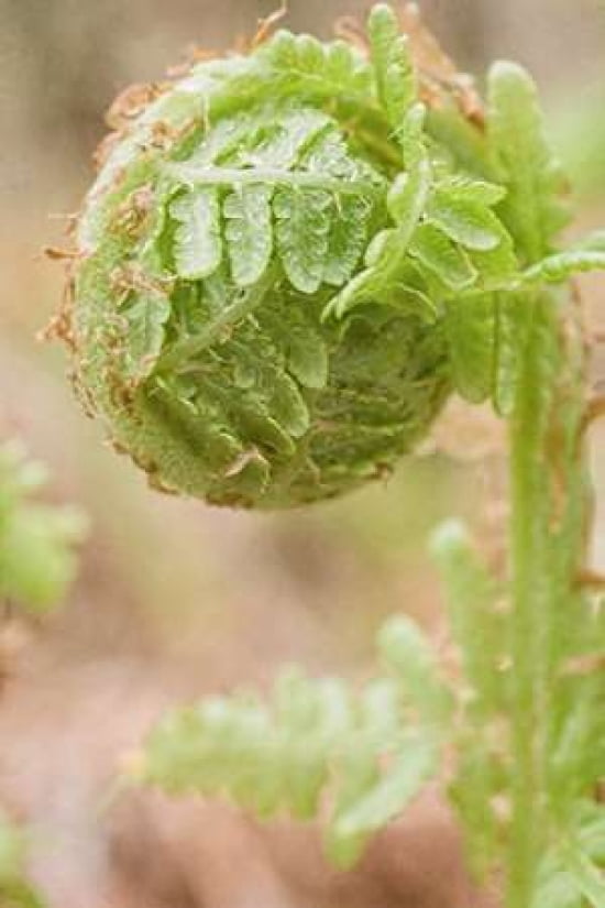 Fern Canvas Art - Roberta Murray (24 x 36)