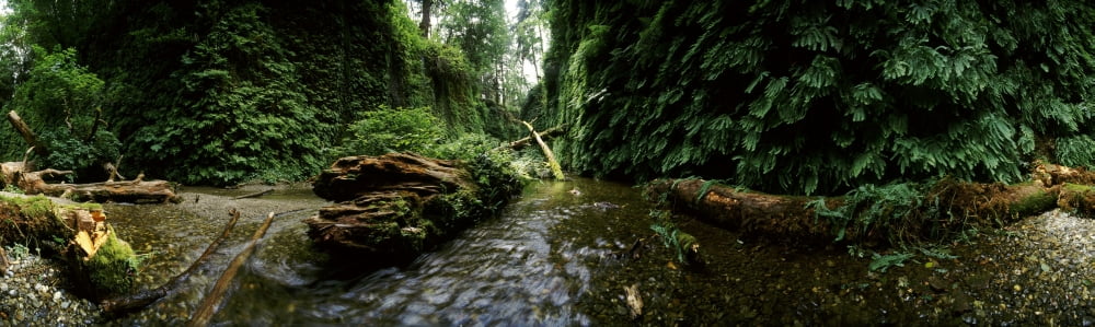 Fern Canyon and Gold Bluff Beach at Prairie Creek State Park Redwood National Park Humboldt County California USA Canvas Art - Panoramic Images (27 x 9)
