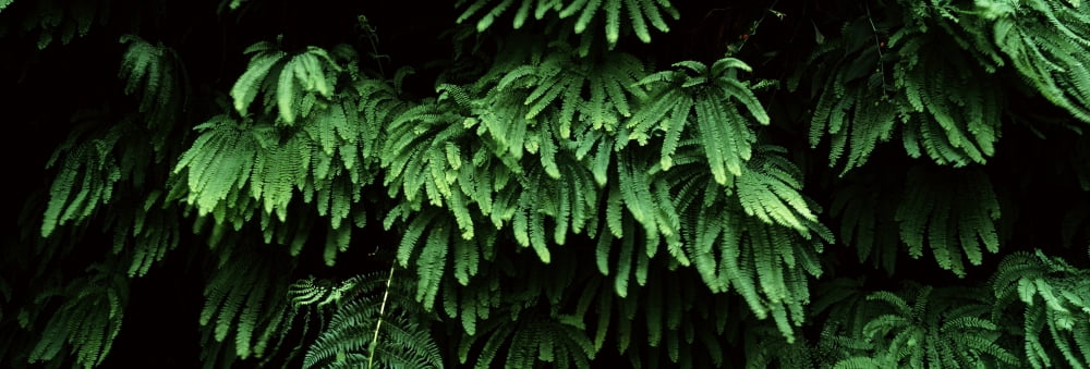 Fern Canyon and Gold Bluff Beach at Prairie Creek State Park Redwood National Park Humboldt County California USA Canvas Art - Panoramic Images (36 x 12)
