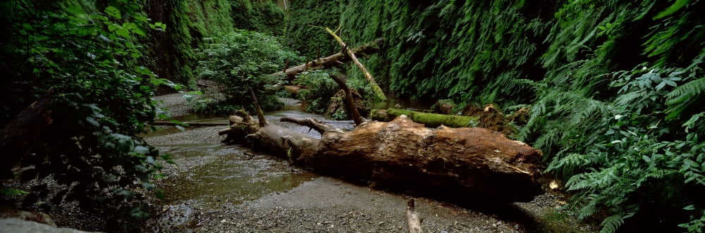 Fern Canyon and Gold Bluff Beach at Prairie Creek State Park Redwood National Park Humboldt County California USA Canvas Art - Panoramic Images (36 x 12)