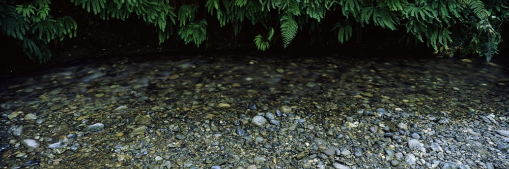 Fern Canyon and Gold Bluff Beach at Prairie Creek State Park Redwood National Park Humboldt County California USA Canvas Art - Panoramic Images (36 x 12)