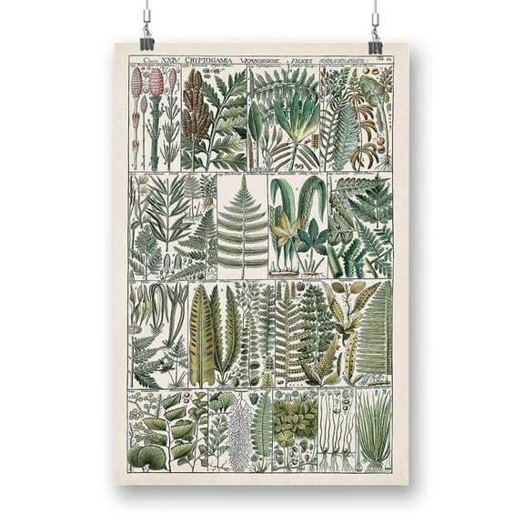 Fern Chart Poster - Vision Studio Designs,
