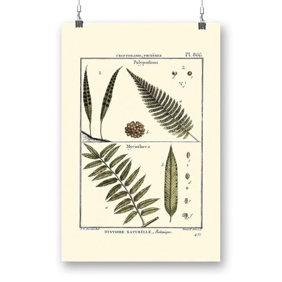 Fern Classification I Poster - Denis Diderot Designs,
