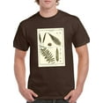 thumbnail image 1 of Fern Classification I T-Shirt Men -Denis Diderot Designs, Male 5X-Large, 1 of 4